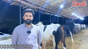 302K views · 6.2K reactions | 1 crore Ka Bachra  Rafay Bhai Landhi Me Le Kar Agye ❤️|| Qurbani 2025 Collection  #bhainscolony #sohrabgoth #cattlemarket #f4f #brahman #livestock #cow #cows #farm #cowsofinstagram #cattle #animals #nature #farming #Dangerous #Goatfarm #bakra #Bakramandi #lalukhetbakramandi | Mandi by Swati -Vlogs | Facebook