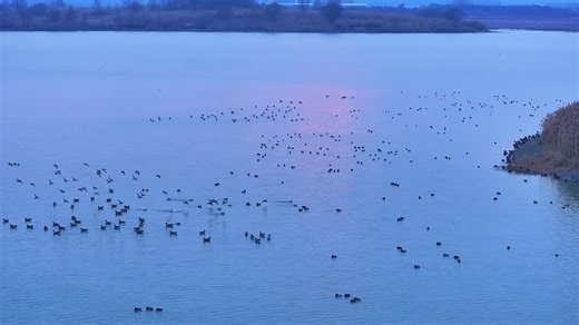 The blue hour transforms Nanhu Lake in Yuhang district into a tranquil sanctuary as thousands of birds return to their nests amidst a profound silence. 🌅🛶 Video: WUMO #HangzhouNature #EcoHeritage #HiddenGem | Hangzhou, China
