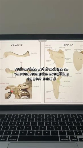 Real A&P Bone models labeled + blank models for active recall! #anatomyandphysiology #anatomy #nurse