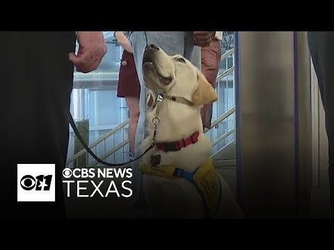 Aug. 26 is National Dog Day