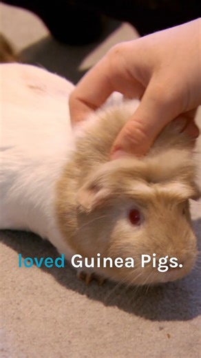 203K views · 5.3K reactions | Tiny guinea pig with huge lump needs surgery  | Bondi Vet | Facebook