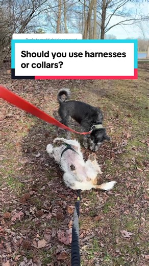 Harness vs. Collar: Which is Best for Your Dog?