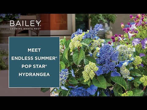 Meet Endless Summer® Pop Star® Hydrangea