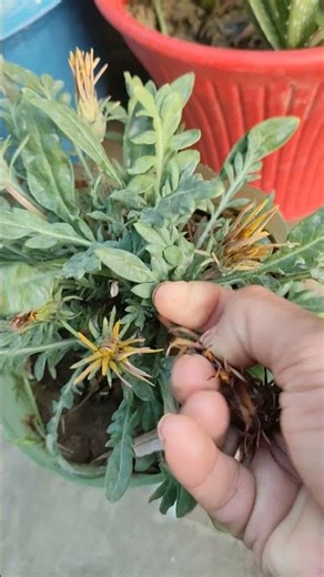 Quickly collect Gazania seeds 👌🌿🌿🍀🍀👍