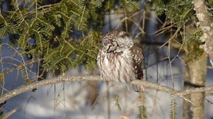 Calling all bird watchers: an upcoming event is for you