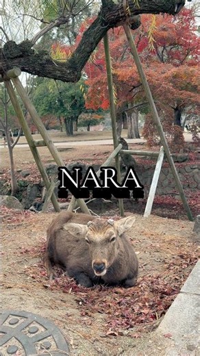 Les cerfs de Nara sont vraiment zinzins 😂