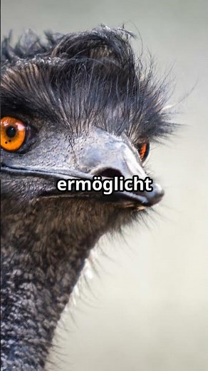 Incredible facts about the emu! 🐦
