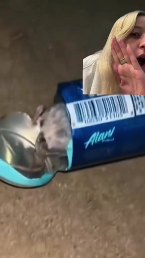 Alani Nu Rat Incident | Shocking Discovery in Energy Drink Can