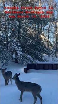 Canada Creek Ranch in Northern Michigan day two of snowstorm northern￼ Michigan, March 14, 2026