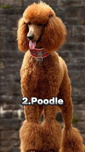 Top 10 Smartest Family Dogs That Are Amazing With Kids (2026) #smartdog #shorts