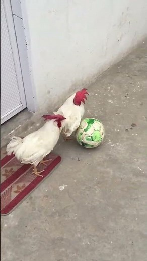 Roosters Playing Football Part 27