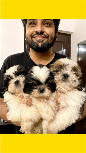 Shitzu Pups Vs Boxer Pups; Choose your poison? Who are more #cutedog #dog #pup #pets #dogbreed