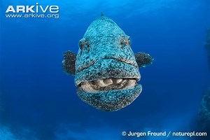 Potato cod - Alchetron, The Free Social Encyclopedia