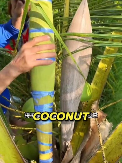 How Real Coconut Sugar is Made: Traditional Flower Sap Method