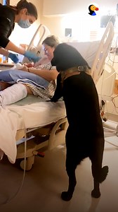 6.2M views · 166K reactions | Dog helps his mom give birth in the hospital and welcomes his new baby sister in the sweetest way 梁 | The Dodo | Facebook