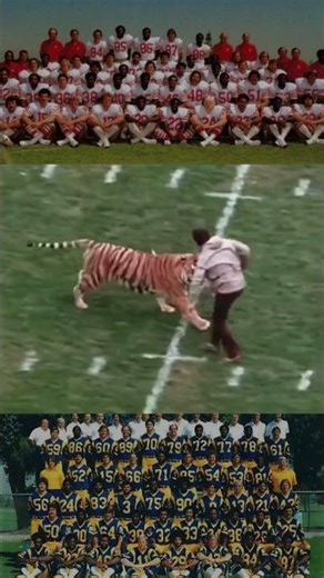 Halftime Turns Wild: Tiger Mauls Man at 49ers-Rams Game 🐅🏈 (1979)