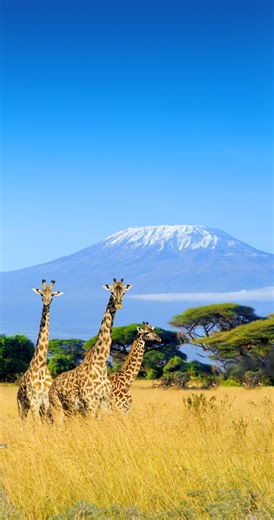 Destination Vacations & Cruises | Dream Vacations