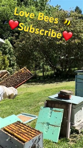 Queen Cups Found… This Hive Is Making Plans | Beekeeping