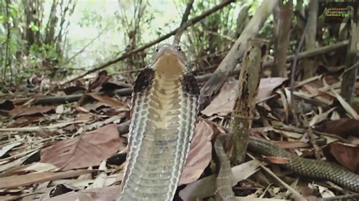 Lightning-fast strikes from enormous king cobras during handling attempts
