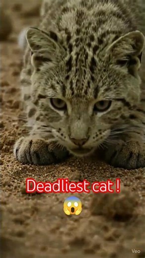 The Deadliest Cat You’ve Never Heard Of 😱 | Black-Footed Cat