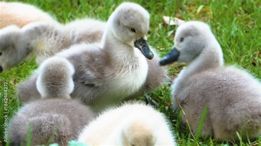 Close up of baby swan chicks on a meadow s moving and searching around for food on a cloudy spring day