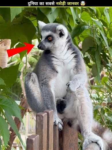 Why does this animal intoxicate itself? 🤯 #shorts #youtubevideo