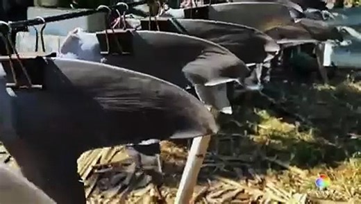 Fin   Official Trailer