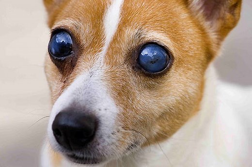 Blindness in Dogs - Signs, Causes, Diagnosis, Treatment, Recovery, Management, Cost