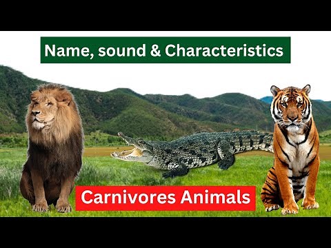CARNIVOROUS ANIMALS Names and Sounds | Learn Carnivore Animals Characteristics
