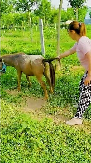 This Is What Real Horse Training Looks Like
