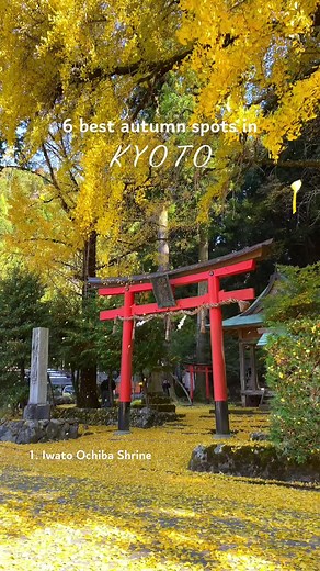This is why you need to visit Kyoto in autumn 🍁 #kyoto #kyotojapan #autumnleaves #ginkgo #japantravelguide #japantravel #japantravel #kyototravel #japaneseshrine #torii