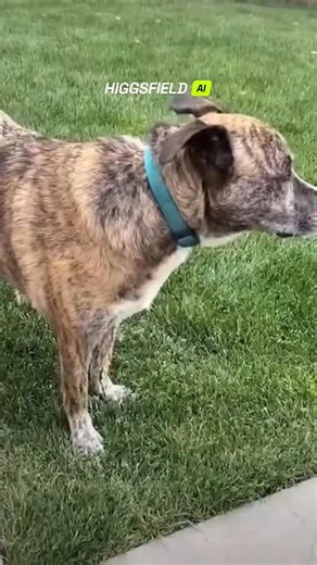 69K views · 320 reactions | This hawk took things personally. A massive hawk swooped down and grabbed a family dog by its collar — as if the poor pup owed it money. The owner froze in shock, and luckily the hawk didn’t lift off with the dog. Just another wild day in the suburbs. ‍了 #hawk #attack #dog #animal #what #really #shit #wtf #funny #shock #unrealvideo #viral #ai | The.worldai | Facebook