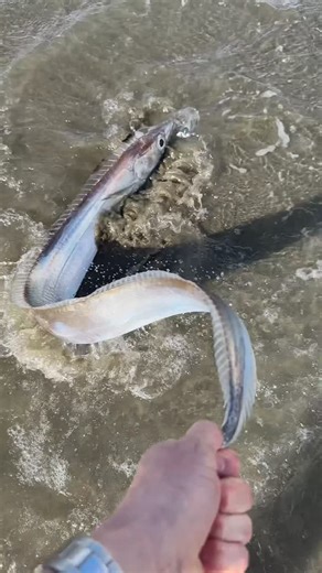 Sam Wild | Spearfishing | Hunting | Cooking on Instagram: "Frostfish! The silver scabbardfish (Lepidopus caudatus), or commonly known as a frostfish, get their name from being found washed up on beaches after a frosty mornings over winter. They are a deep sea species which is known to be a big part of the diet of broadbill swordfish, but in this case we happened to be in the right place right time time to see one throw itself up on the beach! Our young dog started winding out toward the water an
