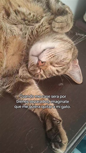 Video de KAI 🐈 Y LUA🐈‍⬛ (@kai_y_lua) relacionado con “gato”