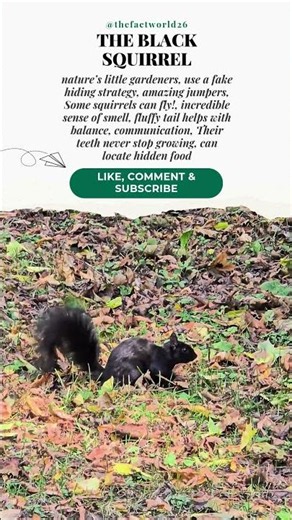 The weirdest thing about black squirrels 😳 #animals #facts