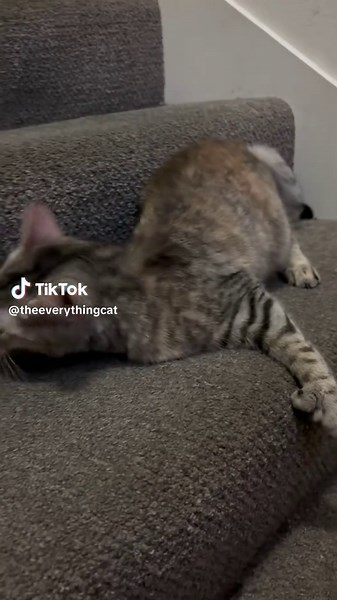 Cute Purring Kitty Moments That Will Make You Smile