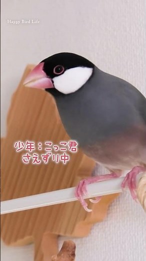 少年・桜文鳥たちのさえずり🐧【Bird Life】【文鳥７羽】【Relaxing】Chirping・Singing #birds #javasparrow #癒し