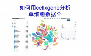 如何用cellxgene分析单细胞转录组数据