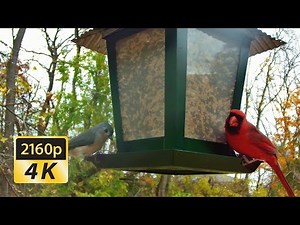 Live Backyard Bird Feeder Cam in Ohio | Birds, Squirrels, and Nature Sounds