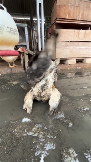 Muscovy duck #muscovyduck #duck #reals #animals #funny #usa #farming #pets #usa | Dugo Prasojo