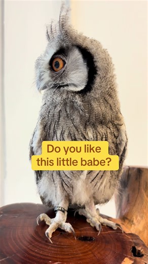 Real Owls at the Unique Owl Cafe in Bangkok