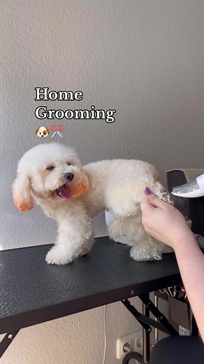 Maltipoo Home Grooming Kit: Step-by-Step Guide for Dog Owners