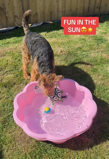 Best way to cool down🤭 #airedaleterrier #airedale #dogtok #dogsoftiktok #airedalesoftiktok