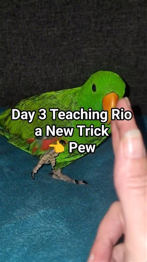 Teaching Rio the Tumble Trick | Eclectus Parrot | Michelle Goosen #eclectusparrot