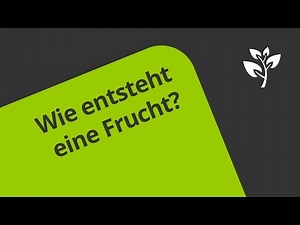 Die Entwicklung von der Blüte zur Frucht am Beispiel der Kirsche | Biologie | Botanik