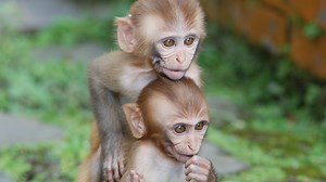 Still Now, Should Lab Monkeys Be Deprived Of Their Mothers?