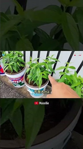 3塊錢就能開始！克拉特基水耕法，家庭新手也能種出健康憂遁草 #DIY水耕 #家庭種菜 【CityVege城市農夫】01