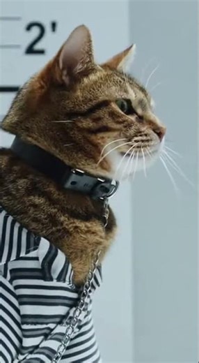 Guilty Cat Caught in the Act – Funny Pet Crime Short!