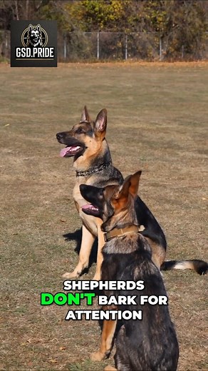 They Don’t Warn Twice. . . Not every dog is built for fetch and belly rubs. Some are built for war. A German Shepherd doesn’t sleep… he stands guard. He doesn’t run from danger… he runs through it. Most dogs protect a house. A Shepherd protects the people inside it. Cold eyes. Calm breath. Heart like steel. Loyalty with teeth. If you’ve ever been loved by one… you know exactly what this means. ⚔️🐺 Tag someone who needs a protector like this. . . . #germanshepherd #gsd #workingdog #protector #gu