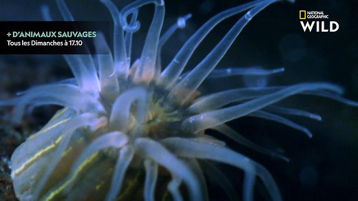 56K views · 2.2K reactions | L'anémone se reproduit en libérant du sperme et des œufs dans l'océan, mais peut également proliférer en se scindant en deux, telle une division cellulaire. | Nat Geo Wild France | Facebook